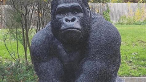 the villages mri with contrast|Garry the gorilla returned to Victorian retirement village after .
